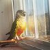 Momma Bird 🐣🌻 (@birdrises) Twitter profile photo Momma Bird 🐣🌻 (@birdrises) Twitter profile photo
