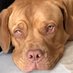 Chunkie the Dogue de Bordeaux (@chunkiedogue) Twitter profile photo Chunkie the Dogue de Bordeaux (@chunkiedogue) Twitter profile photo