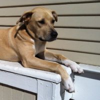MurphyBear (@murphybear3) 's Twitter Profile