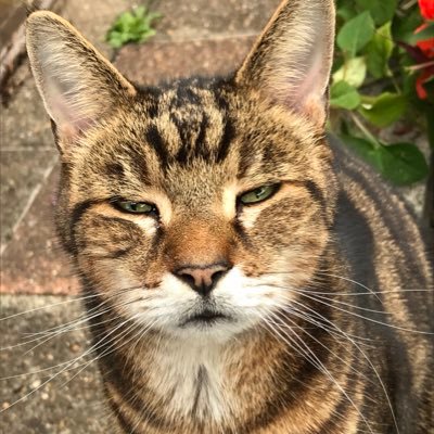 Big nature lovers, creating a wildlife garden from scratch in a city centre garden. Trying our hand at wildlife photography.