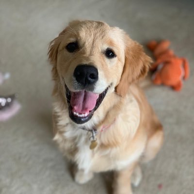 megan61187's profile picture. Teacher, learner and dog lover 🐾