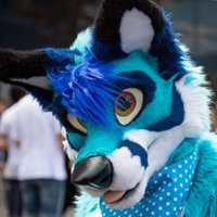 Kacec The Fox 🇩🇪 @EF @TFI @EAST (@kacecfox) 's Twitter Profile