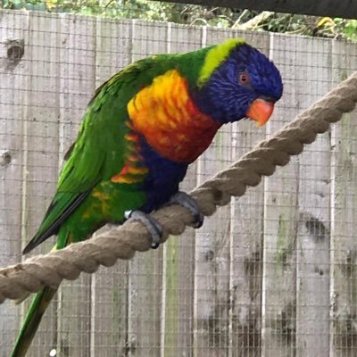 Persisia's profile picture. MFL Teacher / Polyglot/ Passionate about learning new languages/ Teaching & students’ progress