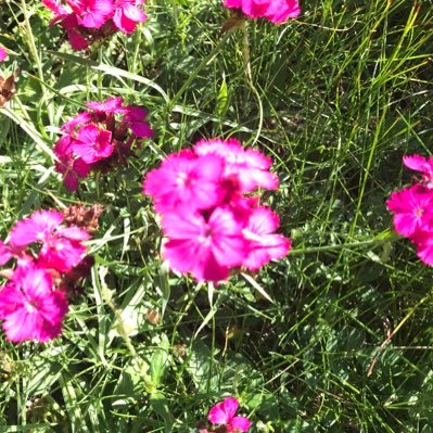 Informationsspezialistin Naturverbunden tierlieb neugierig offen urban analytisch belesen Hobbyfotografin Velo Fahrerin Hundefan
