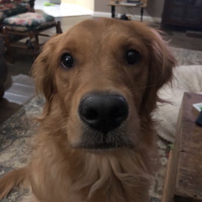 sherrilang627's profile picture. •believe in the power of prayer •cancer survivor •proud mom of one •go coogs •BFND