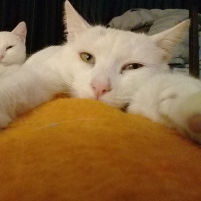 Eduardo_o_1's profile picture. 𝕰𝖉𝖚𝖆𝖗𝖉𝖔
