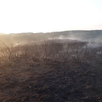 SeguidorIncendi's profile picture. 