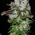 MizzFlo420Grow (@GrowMizz) Twitter profile photo