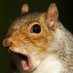 SquirrelyWhirley (@squirrelwhirls) Twitter profile photo SquirrelyWhirley (@squirrelwhirls) Twitter profile photo