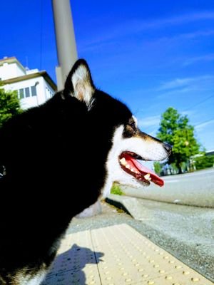 ich_kurosibanon's profile picture. 