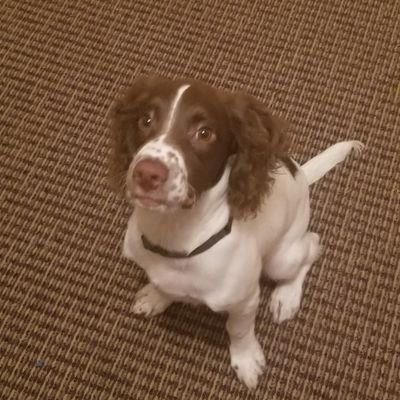 SweetValeta's profile picture. 