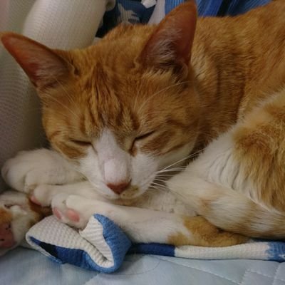 観る将です。棋士の先生方を応援しつつ、自分でも将棋を指すことを夢見て奮闘中です。
棋士の先生方について語れるお友達ができたら嬉しいです。よろしくお願いいたします。
特に応援・羽生善治さん、佐藤天彦さん、深浦康市さん
最近は麻雀も観ています。サクラナイツ🌸推し。
