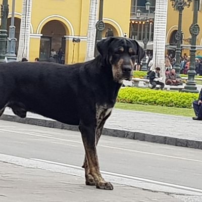 Andres_Araya_A's profile picture. Feliz...