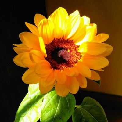 sami_cen's profile picture. Urban geographer

Researcher at
University of Turin, Department of Economics and Social Sciences
 #geography #digital #city #work #innovation #sustainability