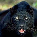 Jackie du Plessis - @WerecatsRus - Twitter