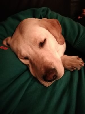 CHeddwen's profile picture. 