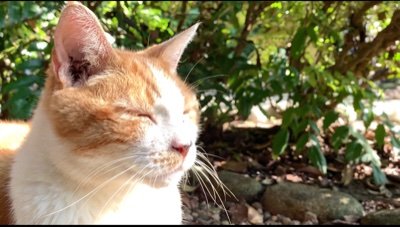 9RykZbOgmSBLsdS's profile picture. 江ノ島に住んでいる猫たちの日常を紹介しています。
YouTube「えのねこチャンネル」もやっています。