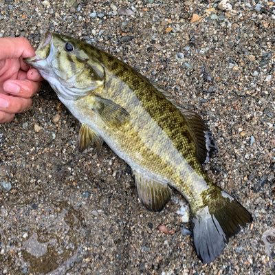 yusei1818's profile picture. 浜松 fishing