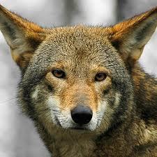 animals, nature, fun, cute, links