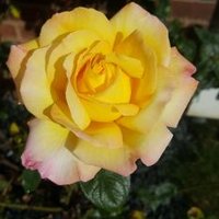 Julie white (@juliewhite47) 's Twitter Profile