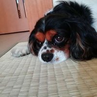 れん (@gug9fjyo78bnhcc) 's Twitter Profile