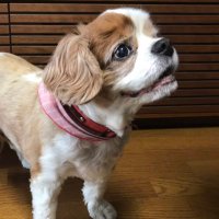 Kakunosuke (@kakunosuke17) 's Twitter Profile