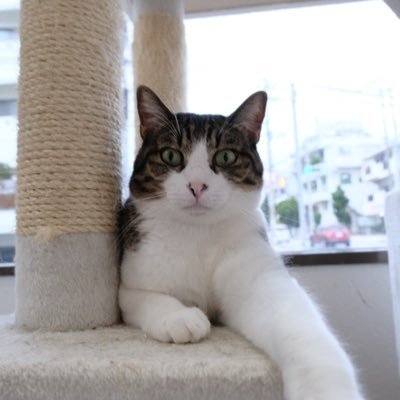 marcoyuen's profile picture. 主意太多，時間太小