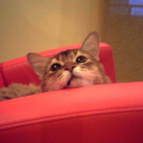 tkweb_nami's profile picture. webディレクターしてます。SEOとかInformationArchitectとか運用とか運用とか。。PDCAとか、あ、これも運用ですか。。。
あんまりそのことには、触れないんだケドモ