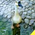 Fausto Molina (@faustom78852979) Twitter profile photo Fausto Molina (@faustom78852979) Twitter profile photo