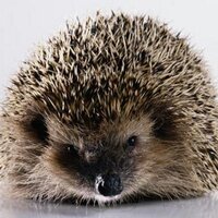 Wildlife-Workshops (@wildworkshops) 's Twitter Profile