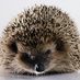 Wildlife-Workshops (@wildworkshops) Twitter profile photo Wildlife-Workshops (@wildworkshops) Twitter profile photo