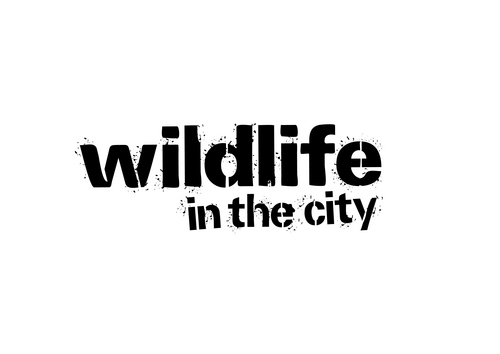 Wildlife in the City is an exciting new project in Notts city.  We aim to inspire and engage people with wildlife, through lots of free activities and events.