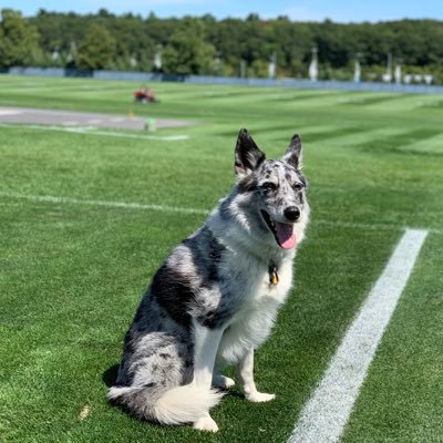 I chase geese off fields at Gillette Stadium, formerly at Maryland SoccerPlex. I also like riding in gators and belly rubs. Throw something, I'll chase it.