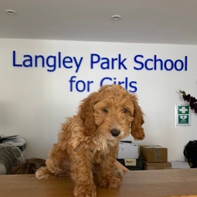 My name s Lola and I am the LPGS school dog. I am only little and am learning how to be good. I’ve been going to school twice a week and I love it.