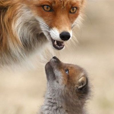 Schnapp98712747's profile picture. 