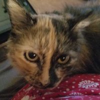 Linda Crowder (@ljcrowder) 's Twitter Profile