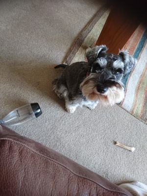 I'm Patsy the mini schnauzer from Cheshire, UK. My mums take me all over the place for schnauzer schenanigans! Also volunteer for @TherapyDogsUk  🐾🐾🌈🙂