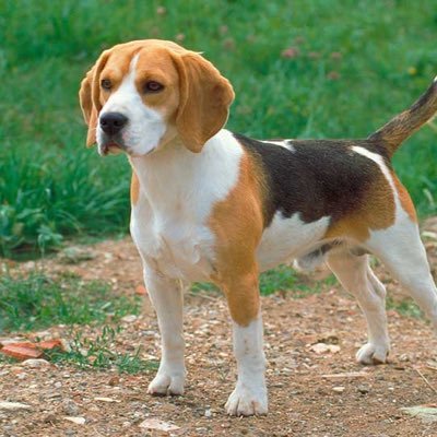 All things Beagle