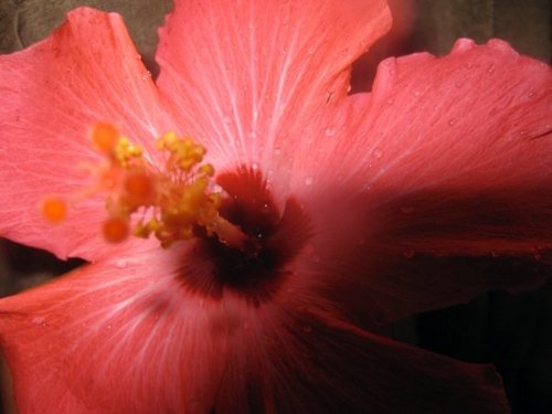 anthropolohgee's profile picture. Dancing, Ocean Loving, Zonie Anthropologist