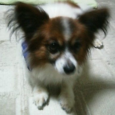 ひで Profile