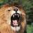 holimo's profile image