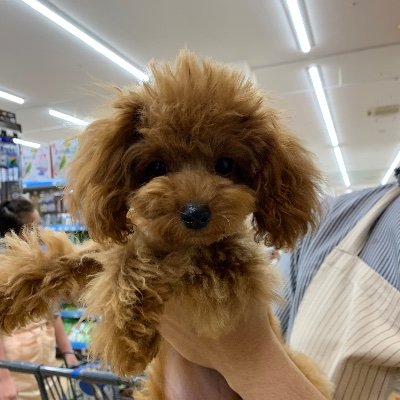 ダンデライオン Y Airmake Twitter