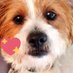 Oshie Boy 77 (@capsdogs) Twitter profile photo Oshie Boy 77 (@capsdogs) Twitter profile photo