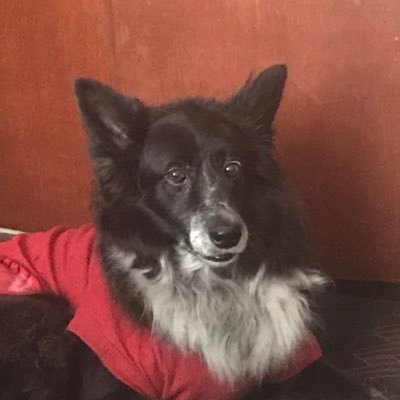 Aniaf's profile picture. A fan of Real Madrid, Rafa Nadal and Alianza Lima.I like animals and movies. I believe in democracy and that a better world is possible