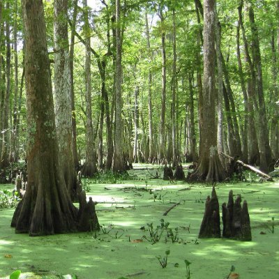 The Vegetation Section of the Ecological Society of America @ESA_org & North American Section of the International Association for Vegetation Science @IAVS5.