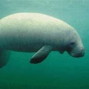 AI is A-OK. Member: Manatee Coalition for a Warmer Planet. Warm good, Cold bad, Polar Bears scary. resist the cold loving fascists.  Pronouns: he/she/it