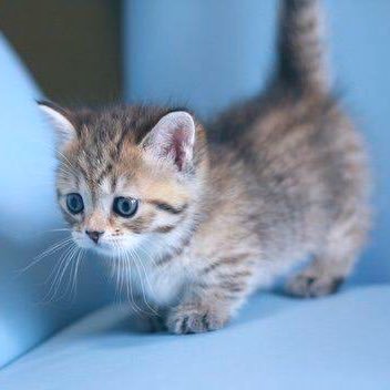 by4MOT4PKppVMHX's profile picture. 過敏性腸症候群 ibs ガス型 うつ