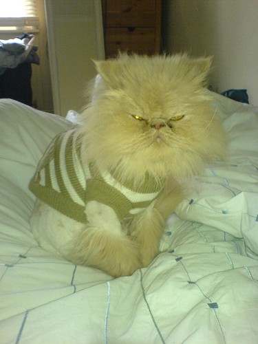 randomv's profile picture. former Londoner living in the provinces, politically homeless, COYS