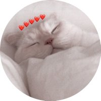 もふもふ天国 (@minnano_iyashi) 's Twitter Profile Photo もふもふ天国 (@minnano_iyashi) 's Twitter Profile Photo