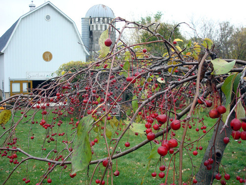 Hard cider, fresh-pressed cider, cider donuts, and 100 apple varieties.